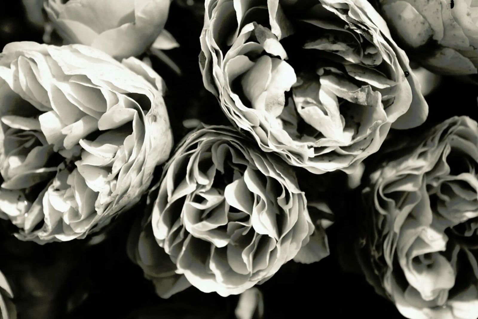 Petals poster de Victoria Frost