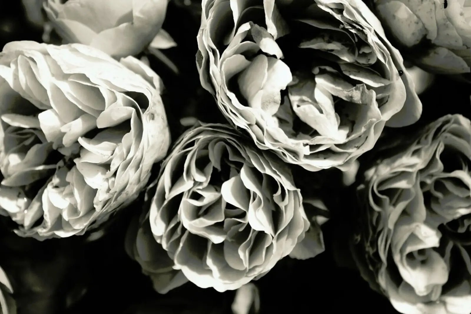 Petals pellicola backlit da Victoria Frost