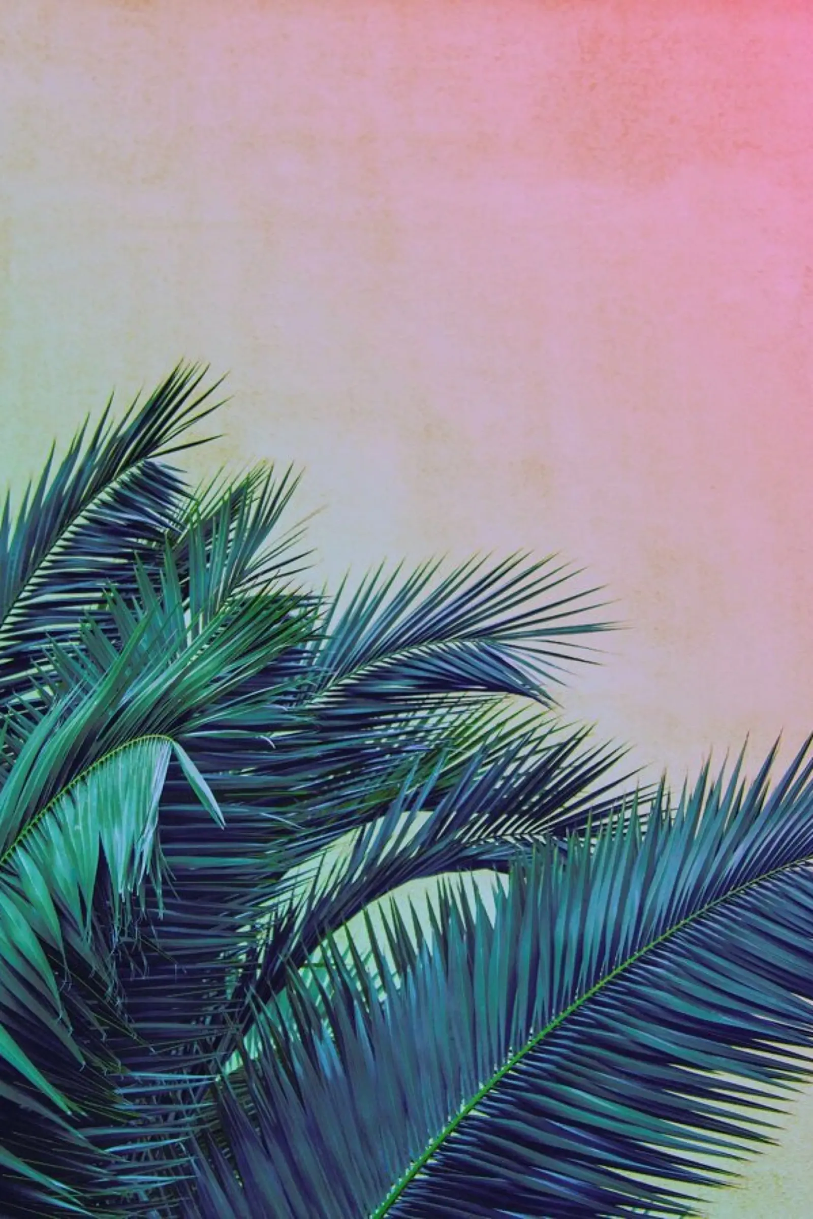 Pink Palm Tree Leaves pellicola backlit da Victoria Frost