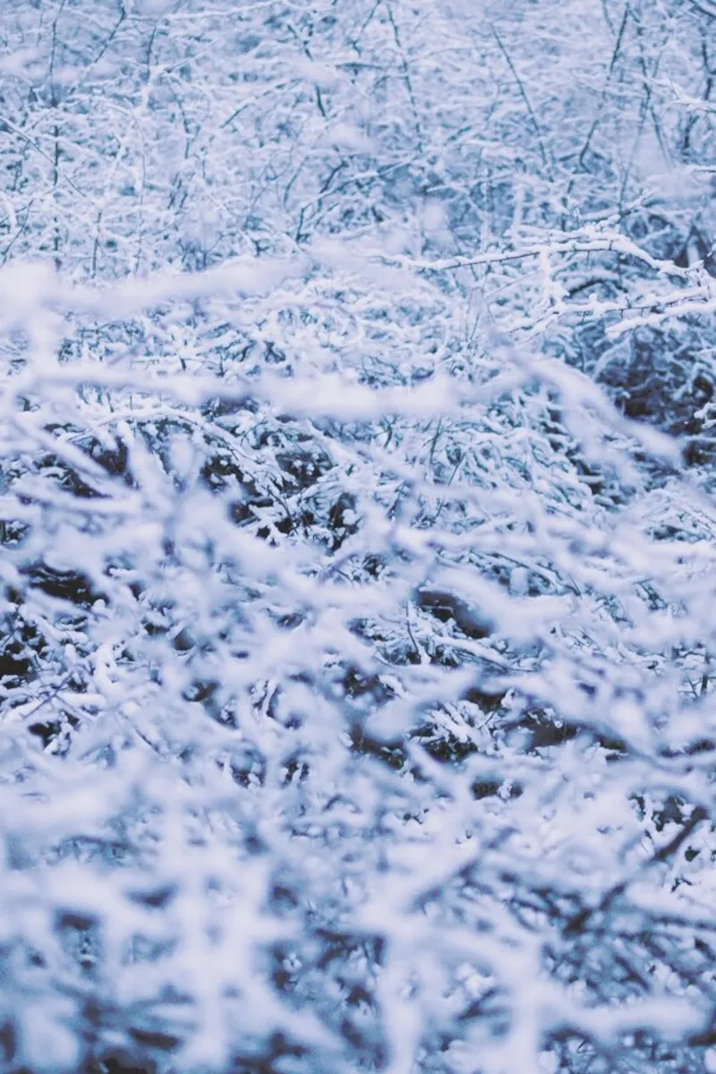 The Snow pellicola backlit da Pale Grain