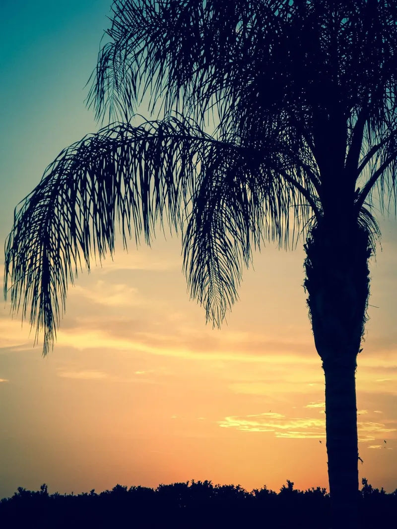 Under palm trees canvas with Floater frame by Katja Stehle Design