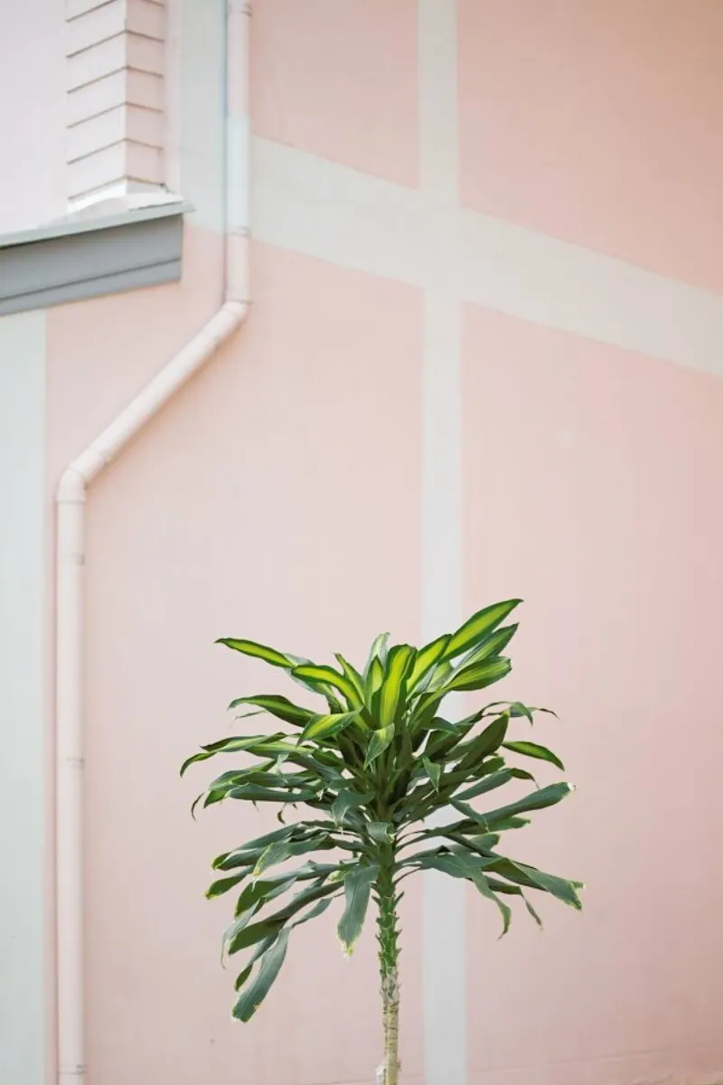 Pastel Palms pellicola backlit da Charlotte Curd