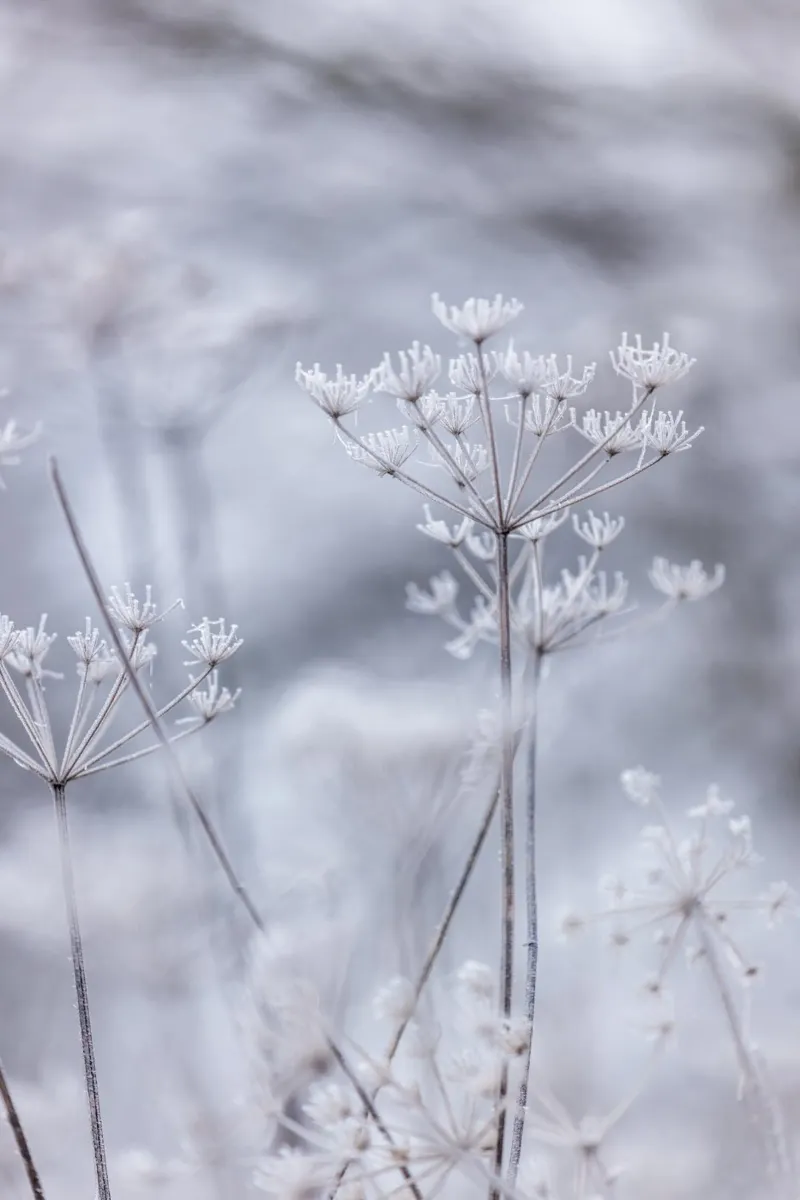 Frozen 5 plexiglass da Mareike Böhmer Photography