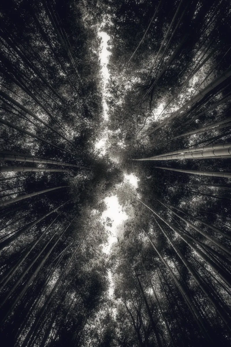 Vista sul boschetto di bambù di Arashiyama poster con telaio in plastica da thetraveller