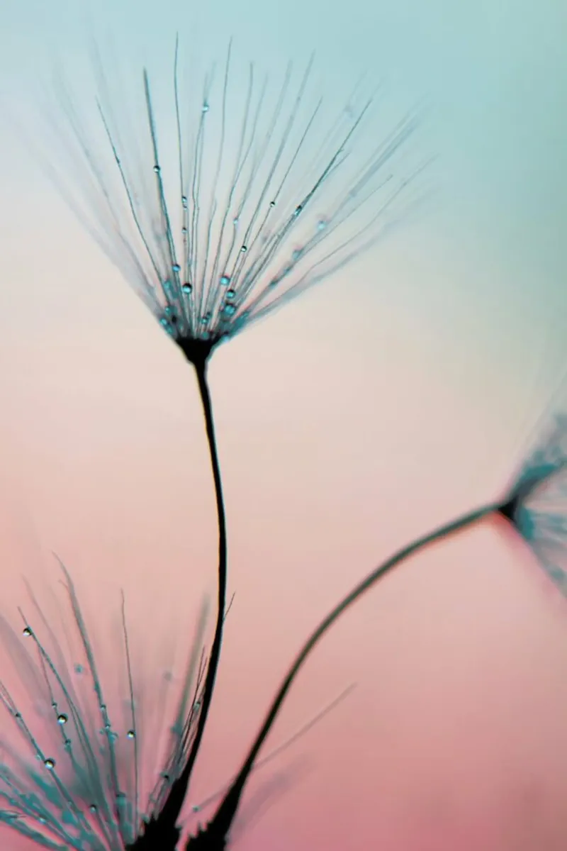 Sprinkles Of Love pellicola backlit da Ingrid Beddoes