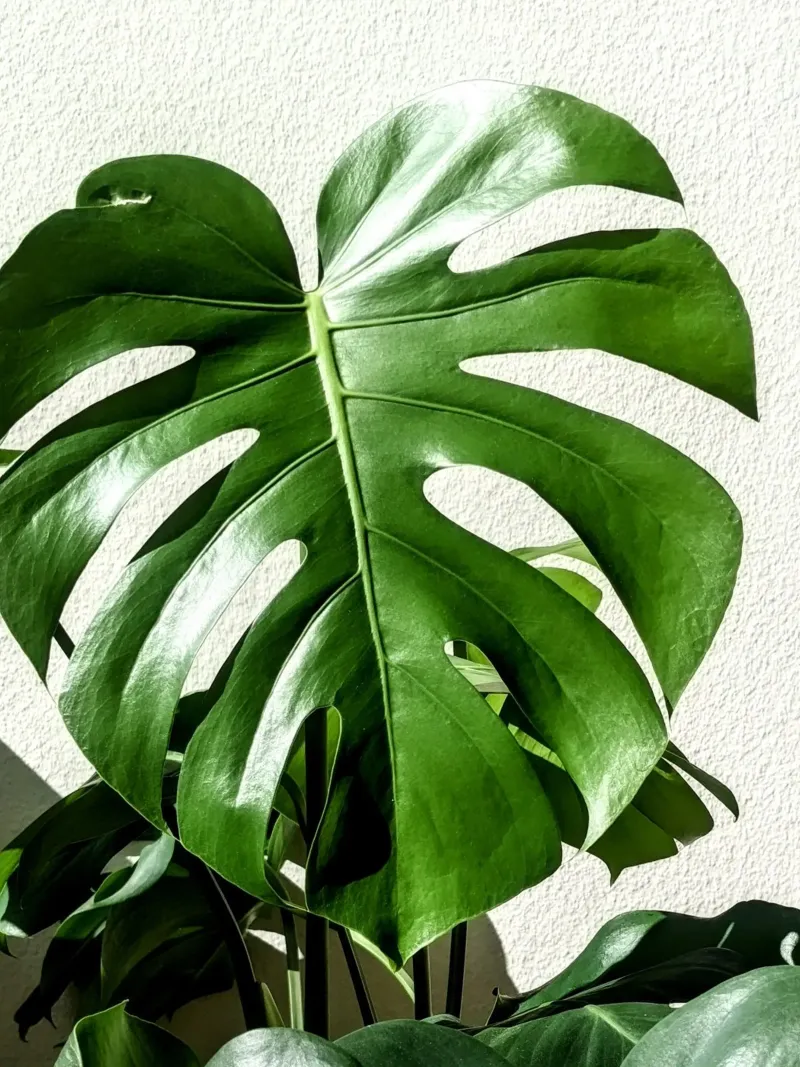 PlantLove Poster von justanotherartside