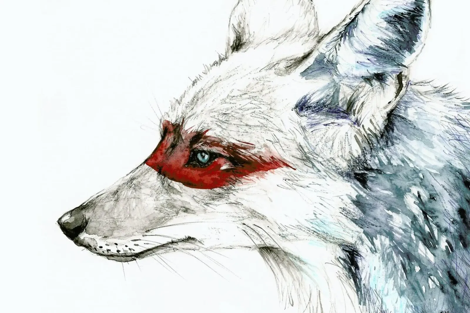 Disegno del coyote poster con telaio in alluminio da Susana Miranda ilustracion