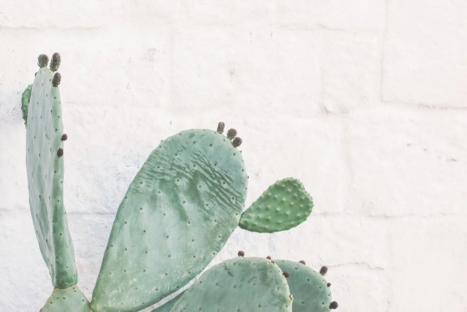 Puglia, Italia I Cactus Ali d'angelo Selvaticità boema poster con telaio in alluminio da Julie Travel Photography