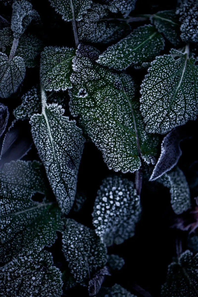 Frozen Leaves 1 carta hahnemühle da Mareike Böhmer Photography