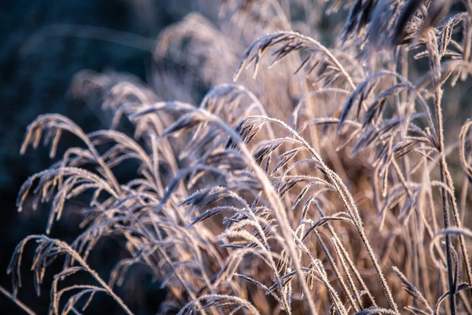 Frozen 7 carta hahnemühle da Mareike Böhmer Photography