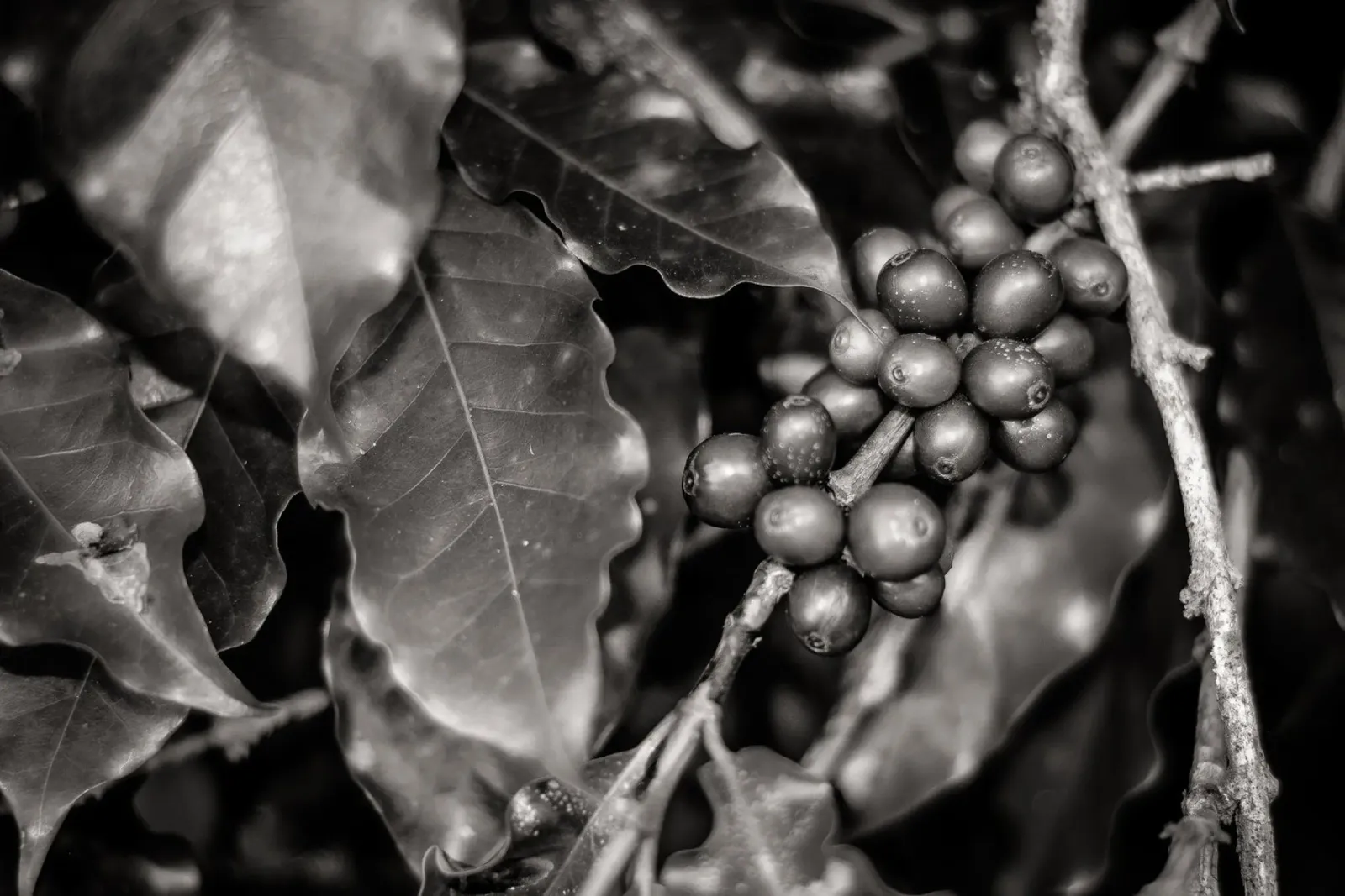 Coffee Branch BW poster da adrianooliveiraphoto