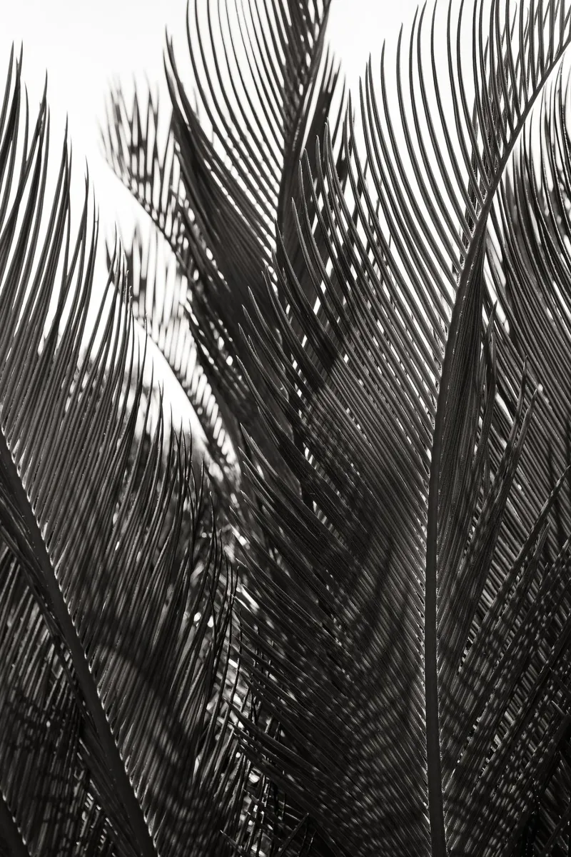 Abstract Palm Leaves alluminio dibond da adrianooliveiraphoto