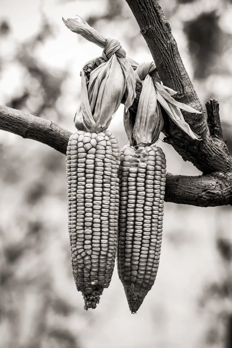 Corn cobs poster con telaio in plastica da adrianooliveiraphoto