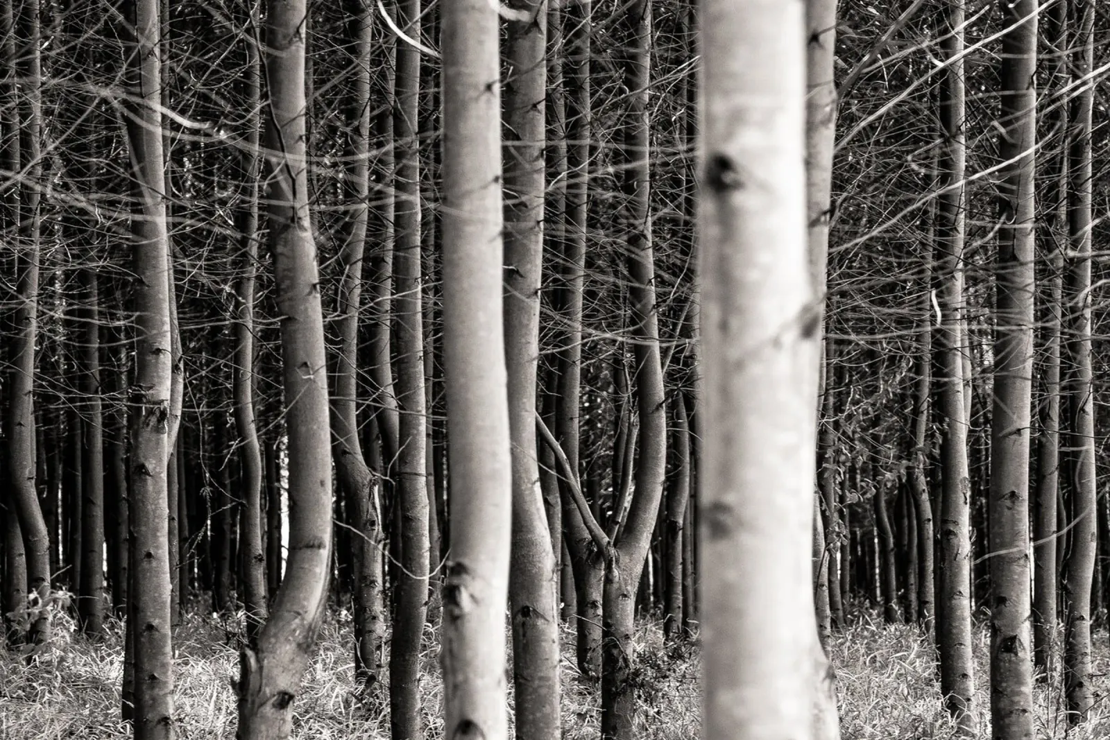 Misty Forest plexiglass da adrianooliveiraphoto
