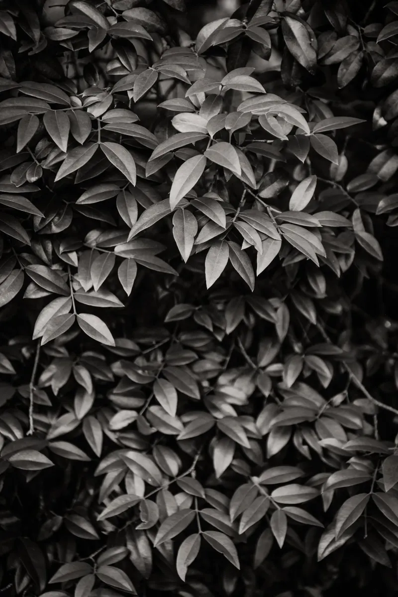 Foliage no. 2 BW poster da adrianooliveiraphoto