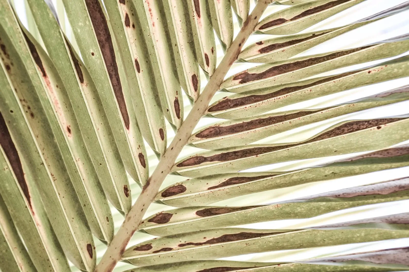 Palm leaf (close-up) carta hahnemühle da adrianooliveiraphoto
