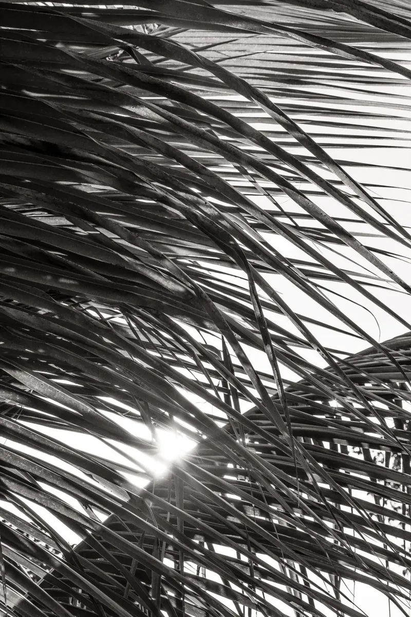 Palm leaves sunset BW poster avec cadre en bois de adrianooliveiraphoto