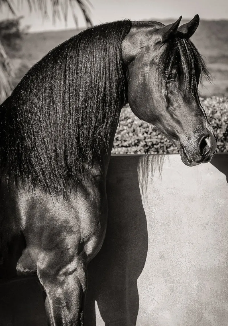 Horse Stallion BW poster con telaio in alluminio da adrianooliveiraphoto