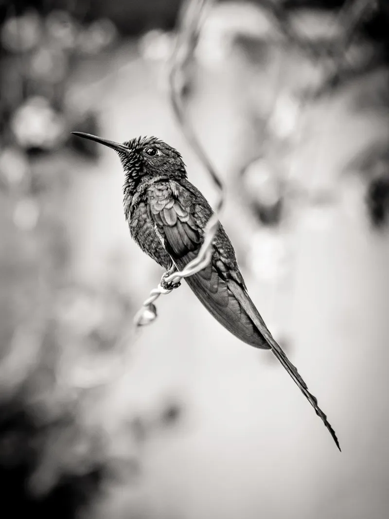 Resting Hummingbird alluminio dibond da adrianooliveiraphoto