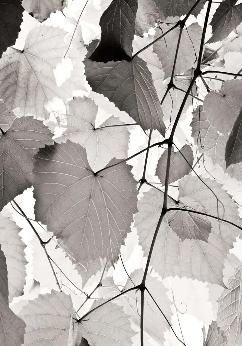Vine branches carta hahnemühle da adrianooliveiraphoto