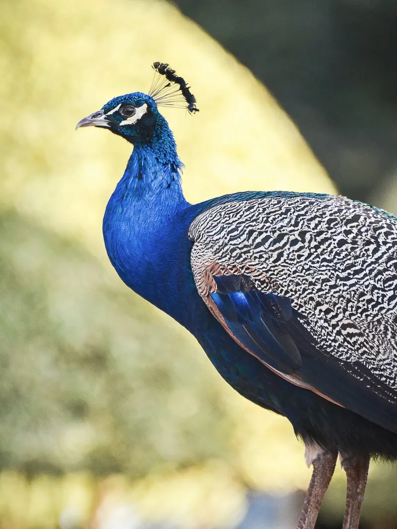 Peacock portrait poster con telaio in legno da adrianooliveiraphoto