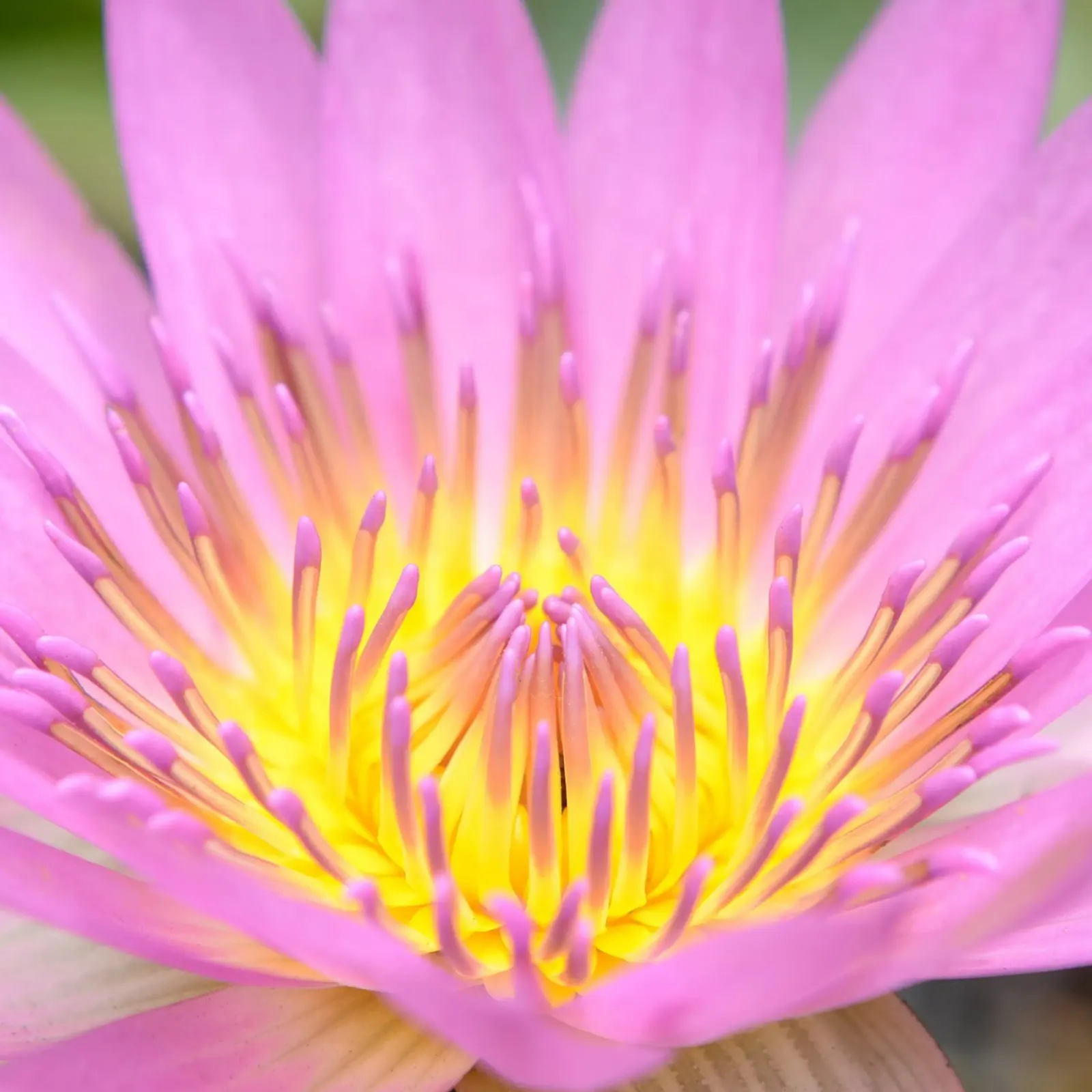 Lotus Flower no. 1 canvas met Baklijst van adrianooliveiraphoto