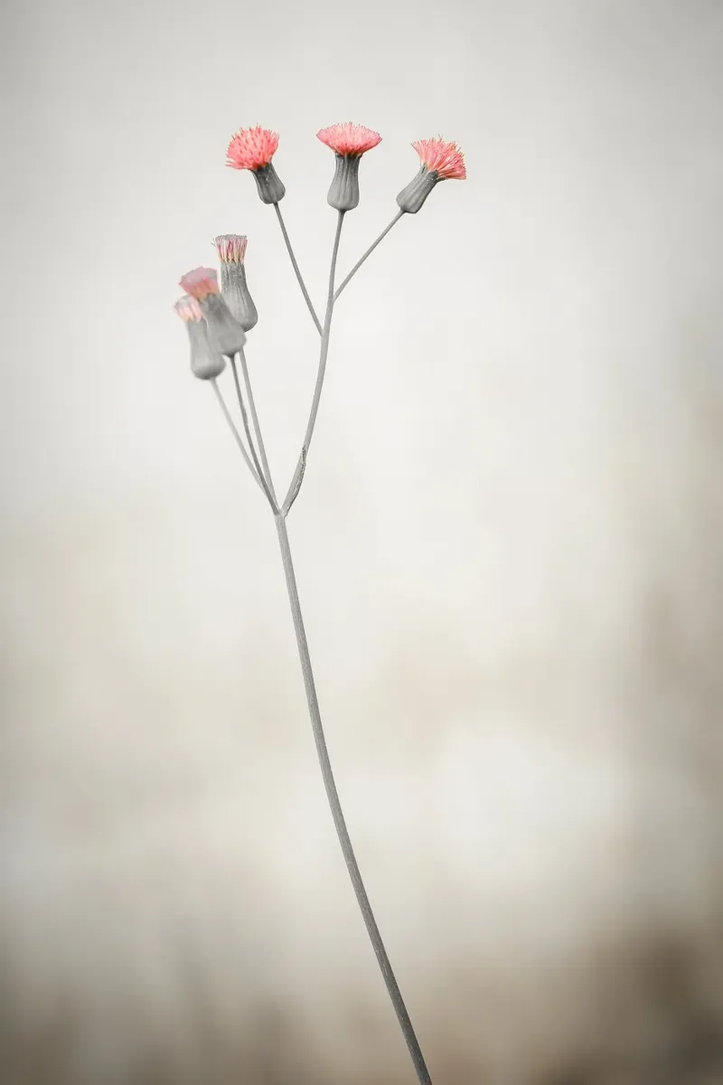 Wildflower Emilia Poster mit Kunststoffrahmen von adrianooliveiraphoto