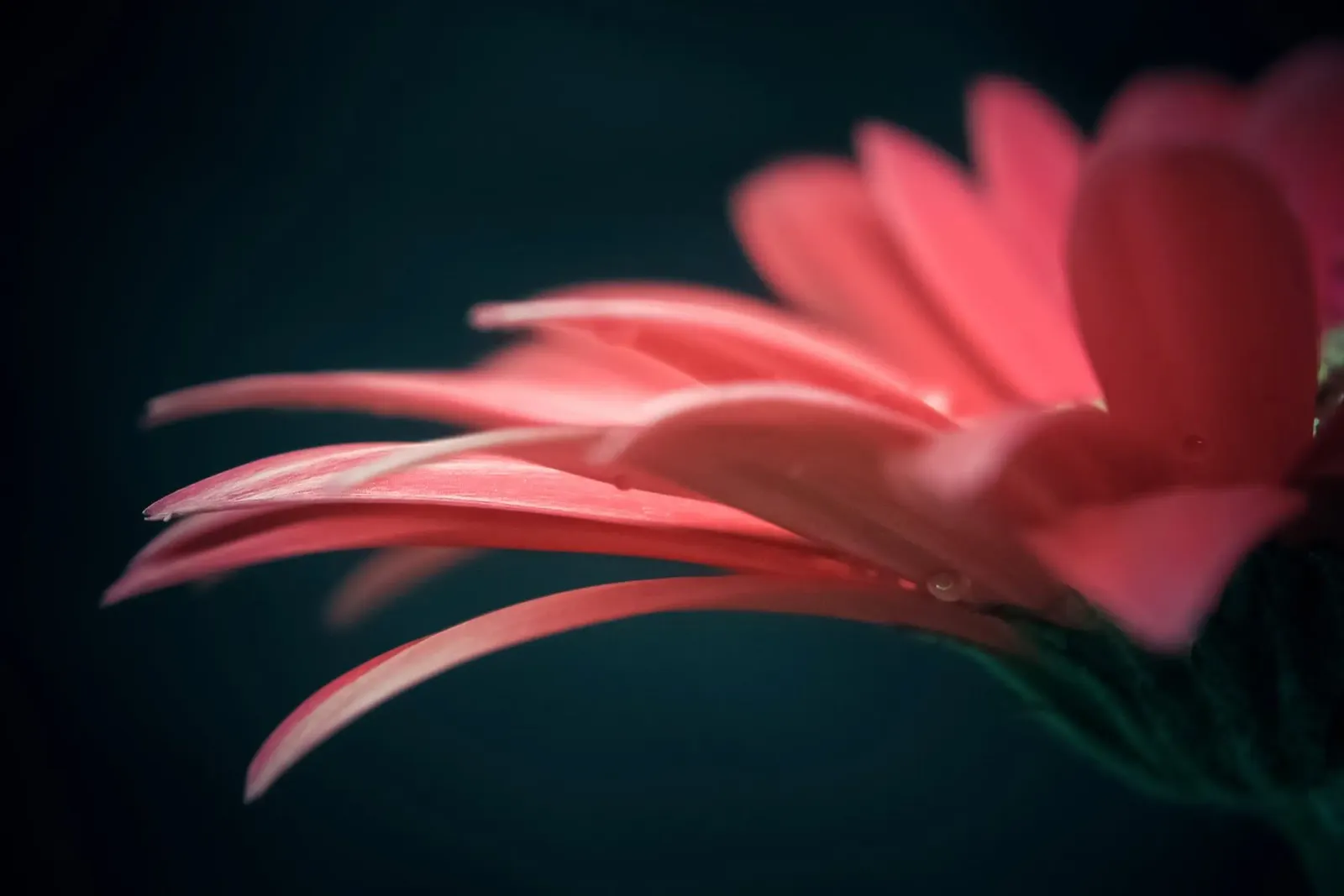 Gerbera flower no. 1 (close up) poster con marco de madera de adrianooliveiraphoto