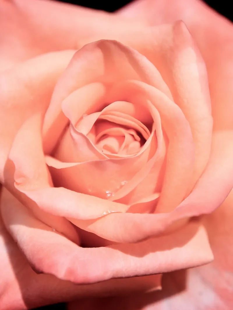 Rose flower no. 1 (close up) forex-plaat van adrianooliveiraphoto