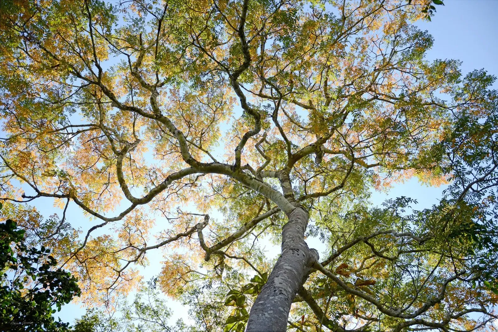 Autumn Tree carta hahnemühle da adrianooliveiraphoto
