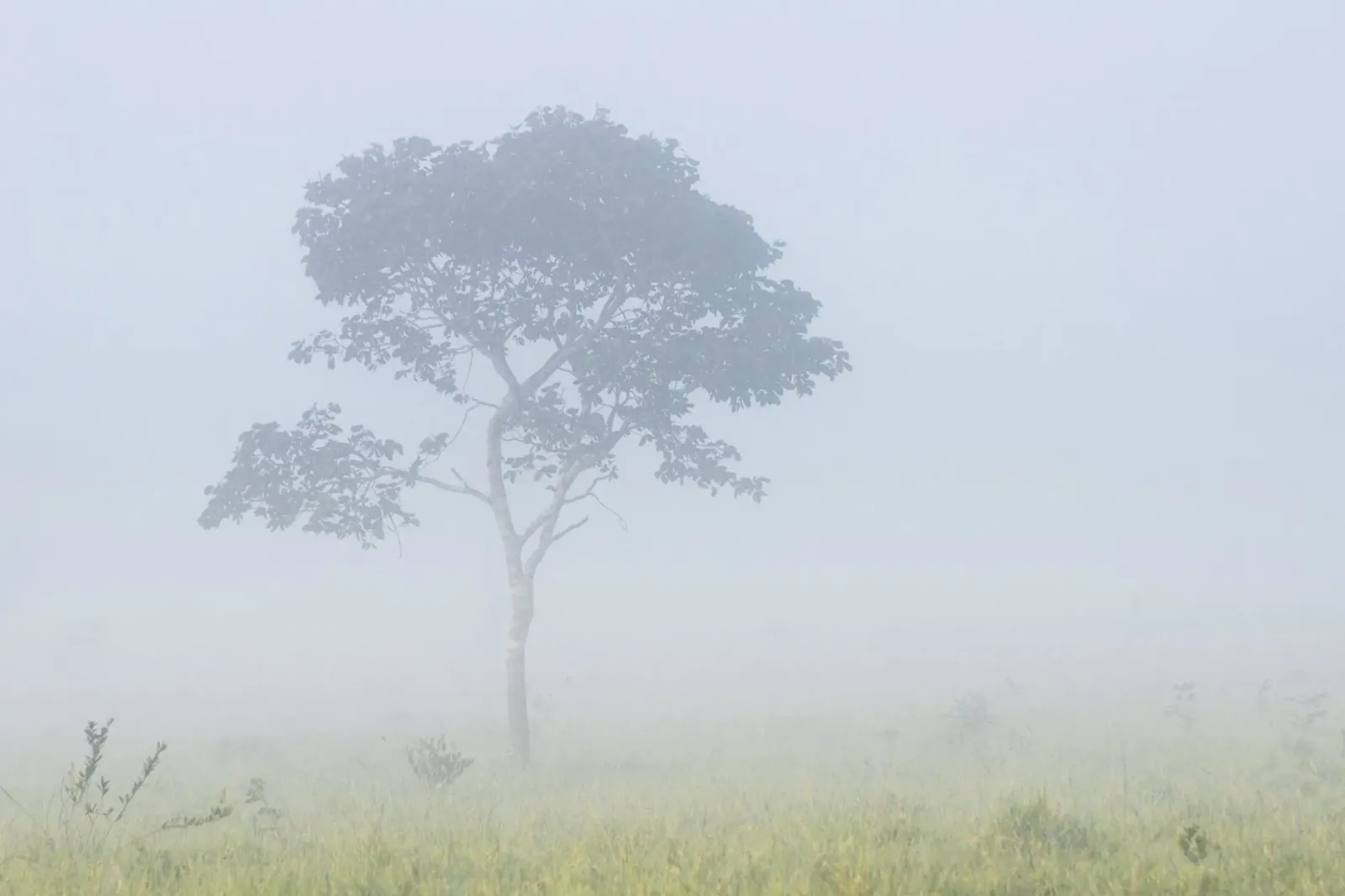 Misty morning Poster mit Kunststoffrahmen von adrianooliveiraphoto