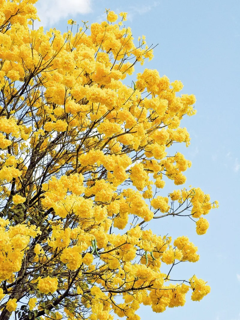 Yellow Ype Tree plexiglass da adrianooliveiraphoto