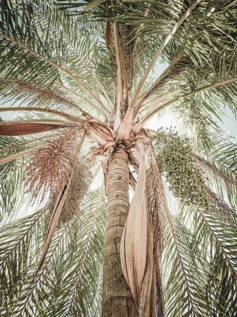 Palm Tree plexiglass da adrianooliveiraphoto