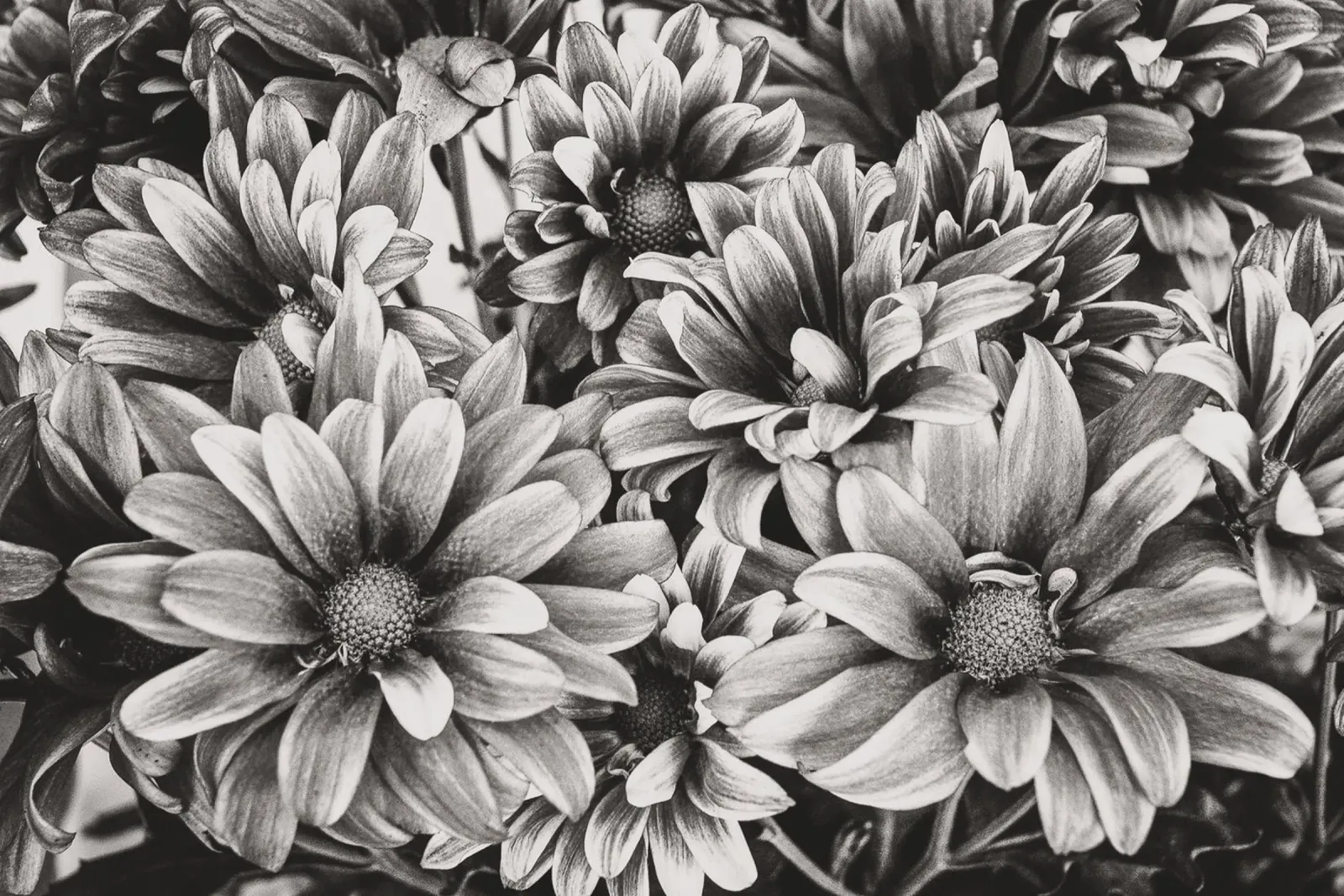 Flowers Chrysanthemum BW poster con telaio in legno da adrianooliveiraphoto