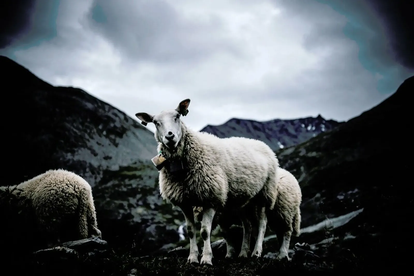 Sheep 2 pellicola backlit da Chris Abatzis