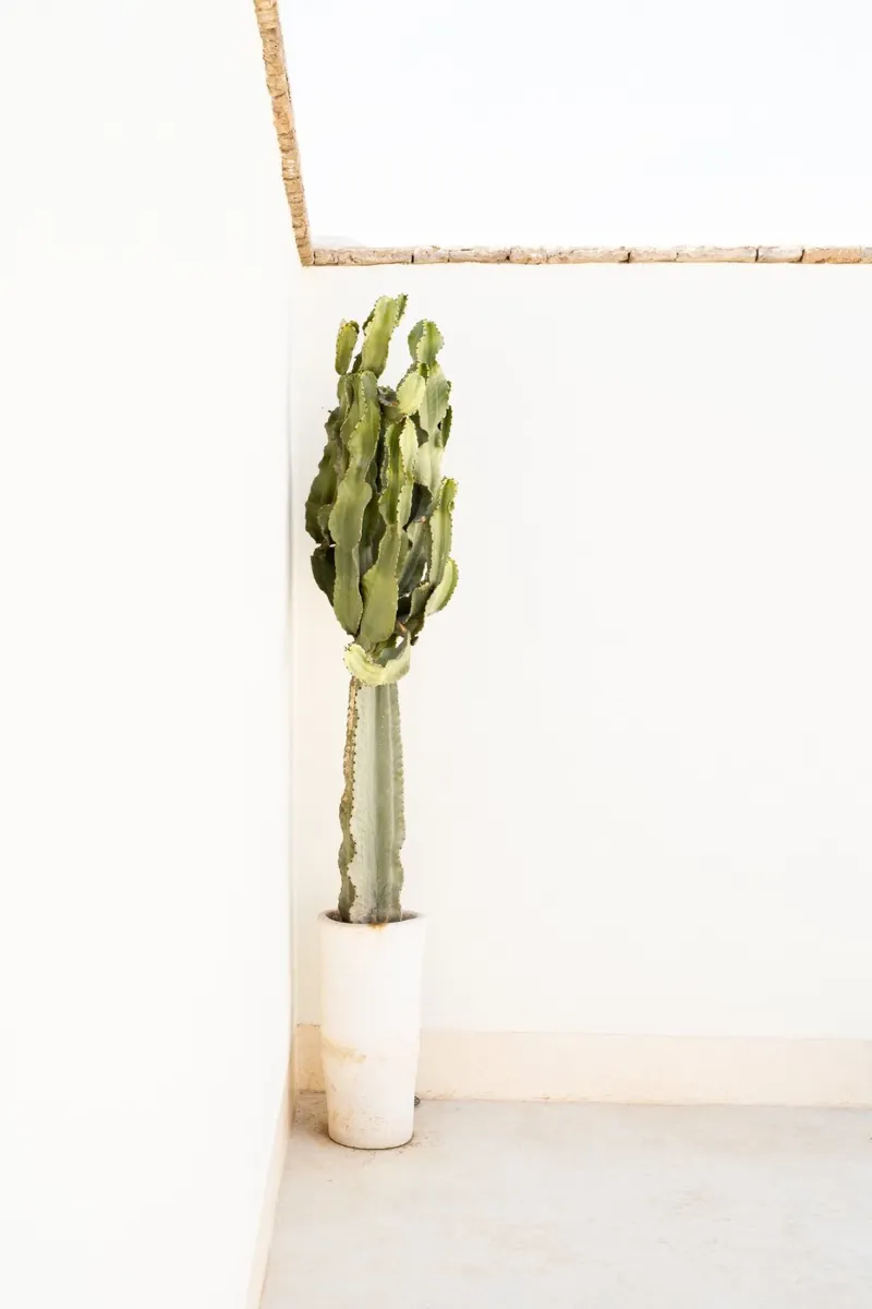 Bohemian Summer alu-dibond by Henrike Schenk Photography