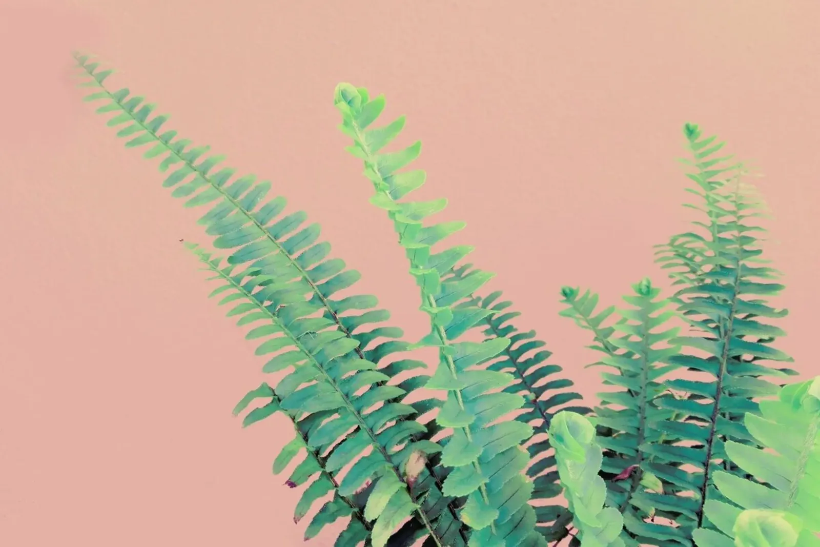 Ferns on Blush Prints pellicola backlit da cafelab