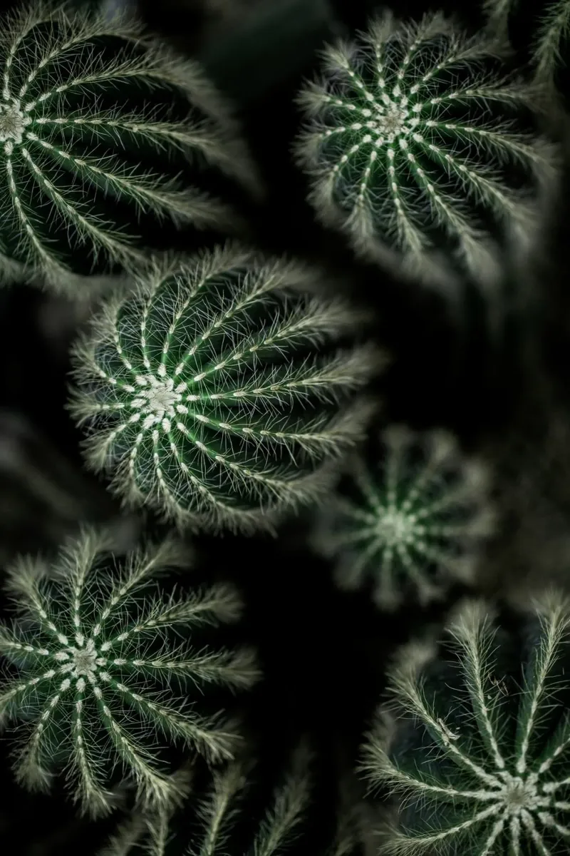 Cactus 6 carta hahnemühle da Mareike Böhmer Photography