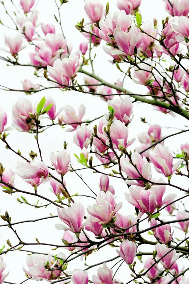 Magnolia Pink 1 poster avec cadre en aluminium de Curious Collections by Marielle Leenders