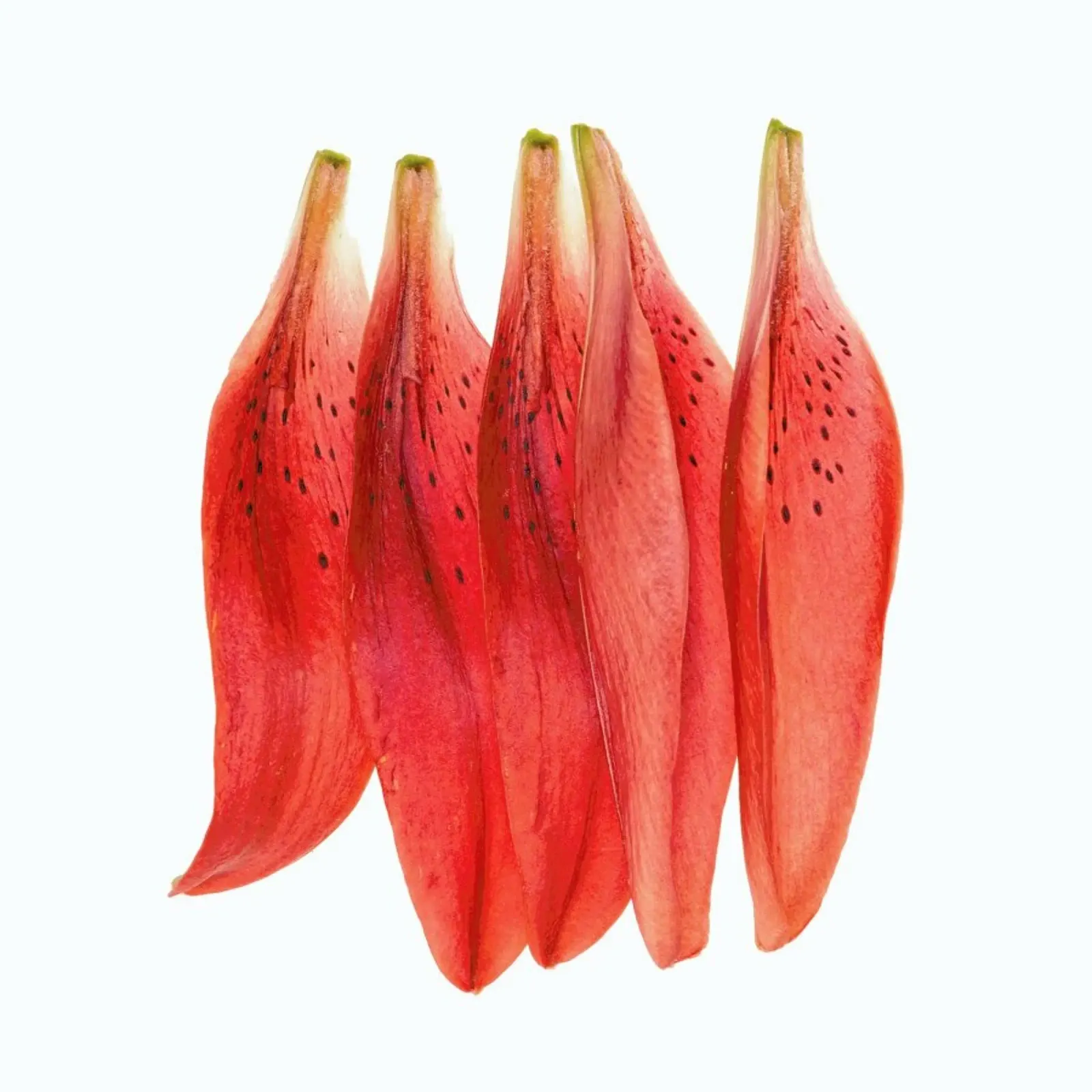 Lilly Petals Orange poster con telaio in legno da Curious Collections by Marielle Leenders
