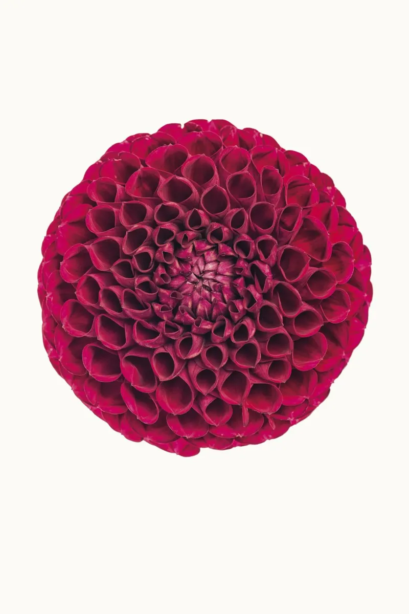 Bellezza audace: Dalia rossa poster con telaio in legno da Curious Collections by Marielle Leenders