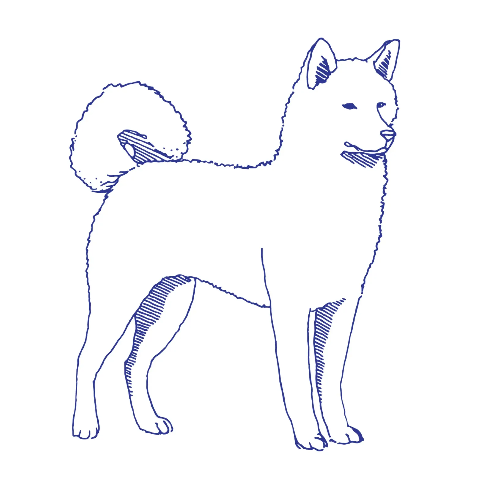 Shiba Inu poster avec cadre en plastique de Face & Content