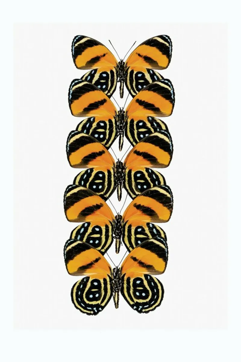 Butterfly acryl van Curious Collections by Marielle Leenders