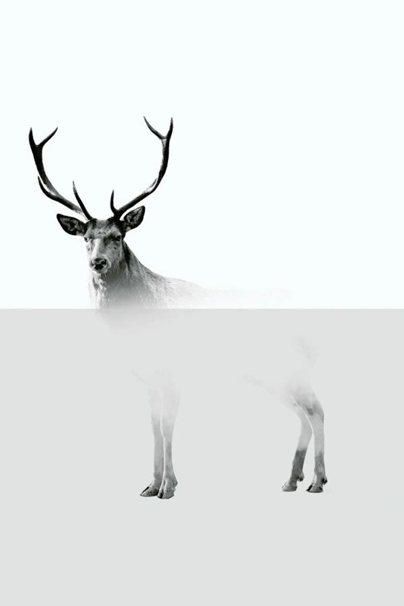 Deer Leinwand von The Wall Shop