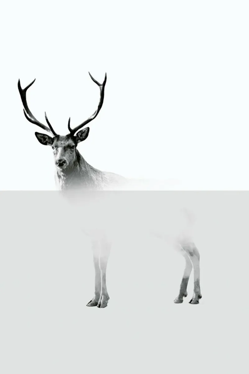 Deer pellicola backlit da The Wall Shop