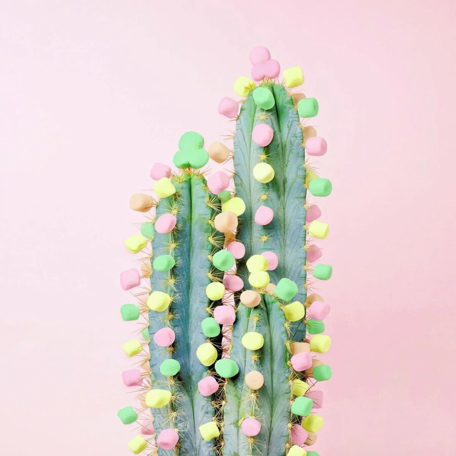 Marshmallow Cactus in Bloom Leinwand von Juj Winn