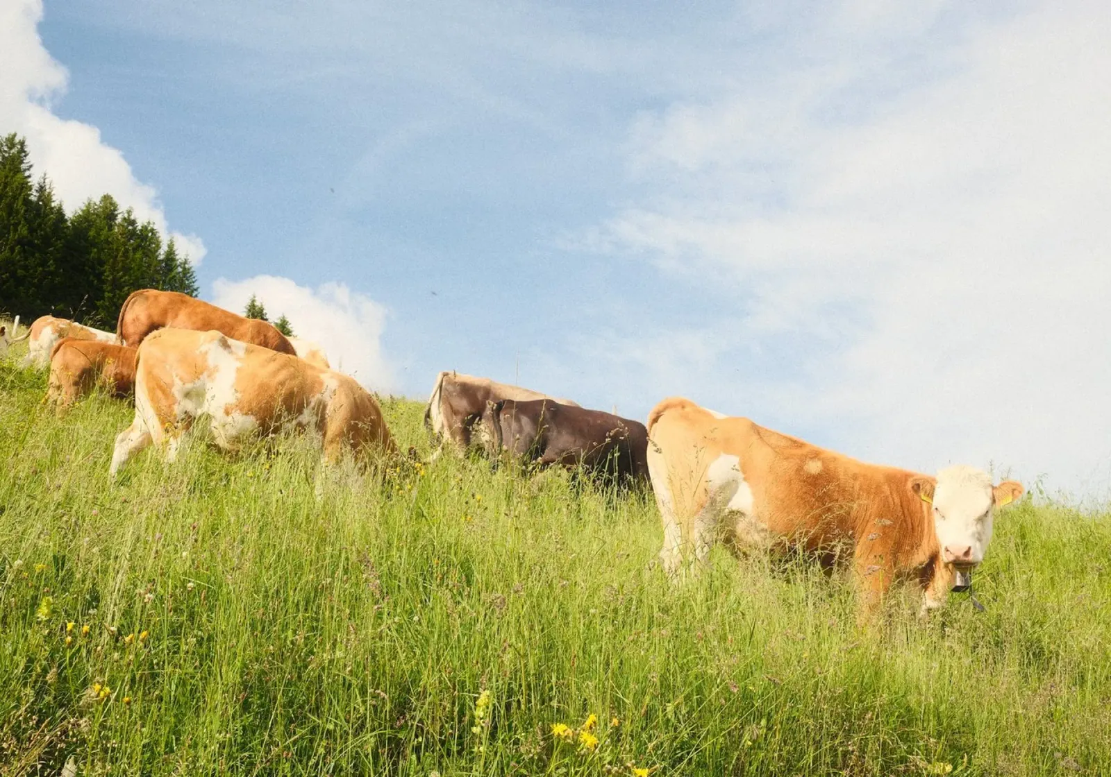 Tranquil Hillside Cows pellicola backlit da FujiSwiss