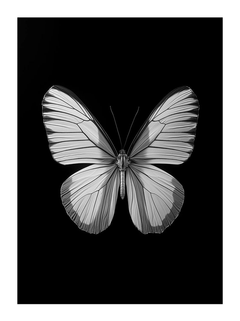 Papillon einfarbig Poster von Monochrome