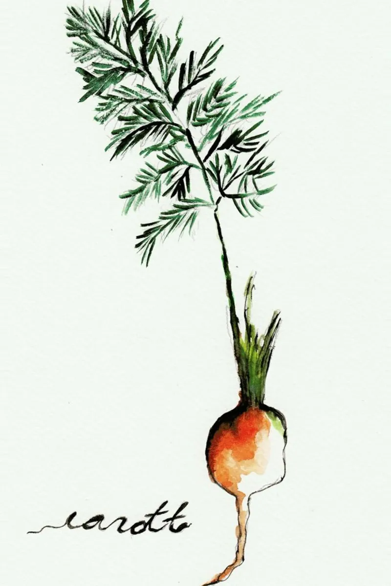 Carott pellicola backlit da Nathys_illustration