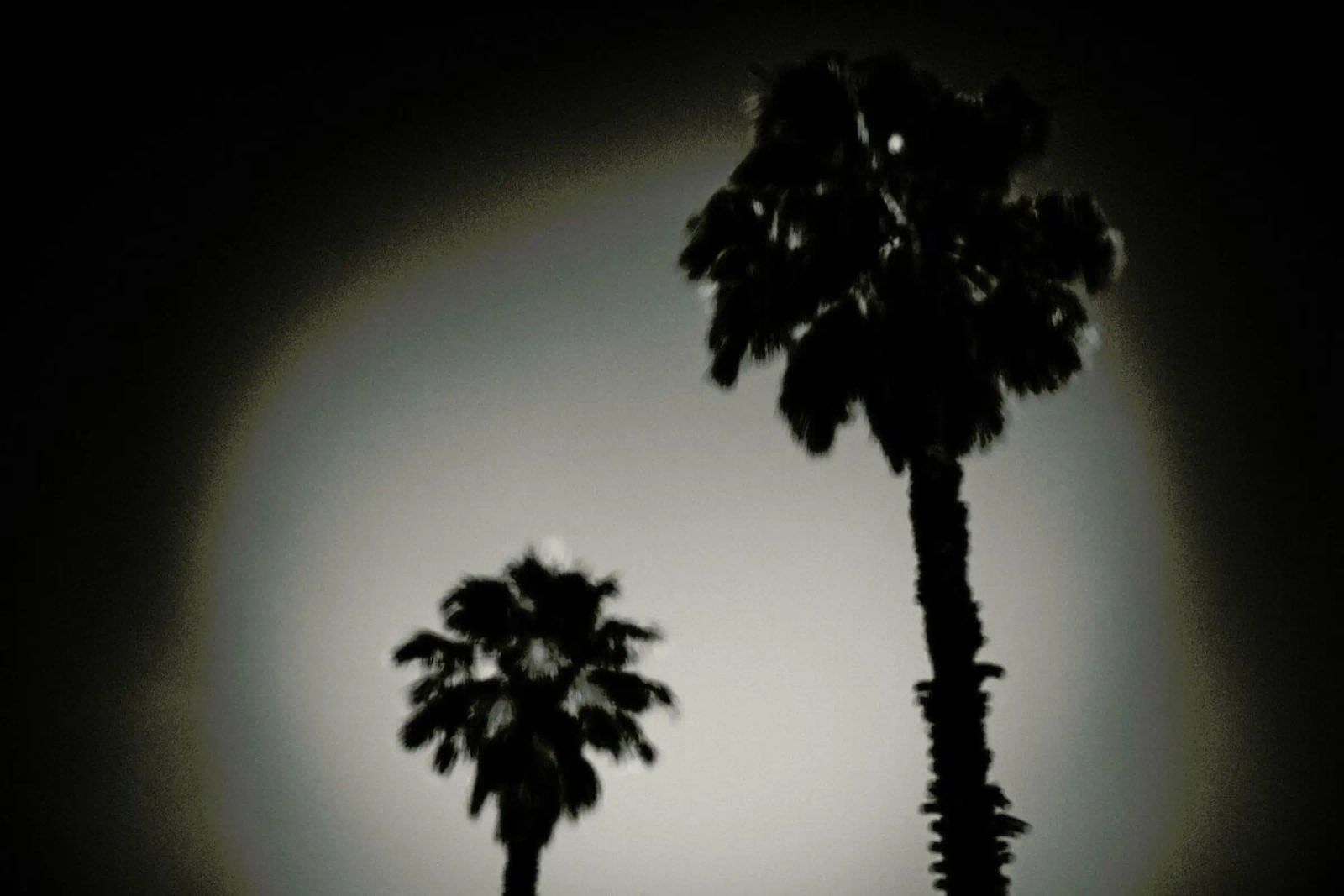 Why are palm trees so damn happy? pellicola backlit da Tal Paz-Fridman